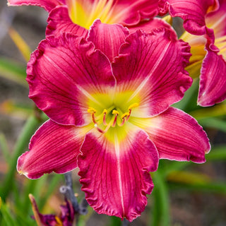 Romantic Returns Reblooming Daylily