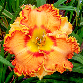 Sacha Reblooming Daylily