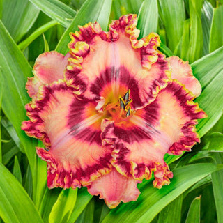 Silken Ladder Daylily