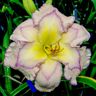 Subtle Nuance Reblooming Daylily