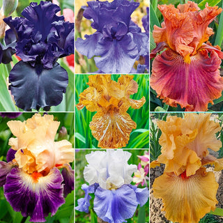 Breck's Rainbow Iris Collection