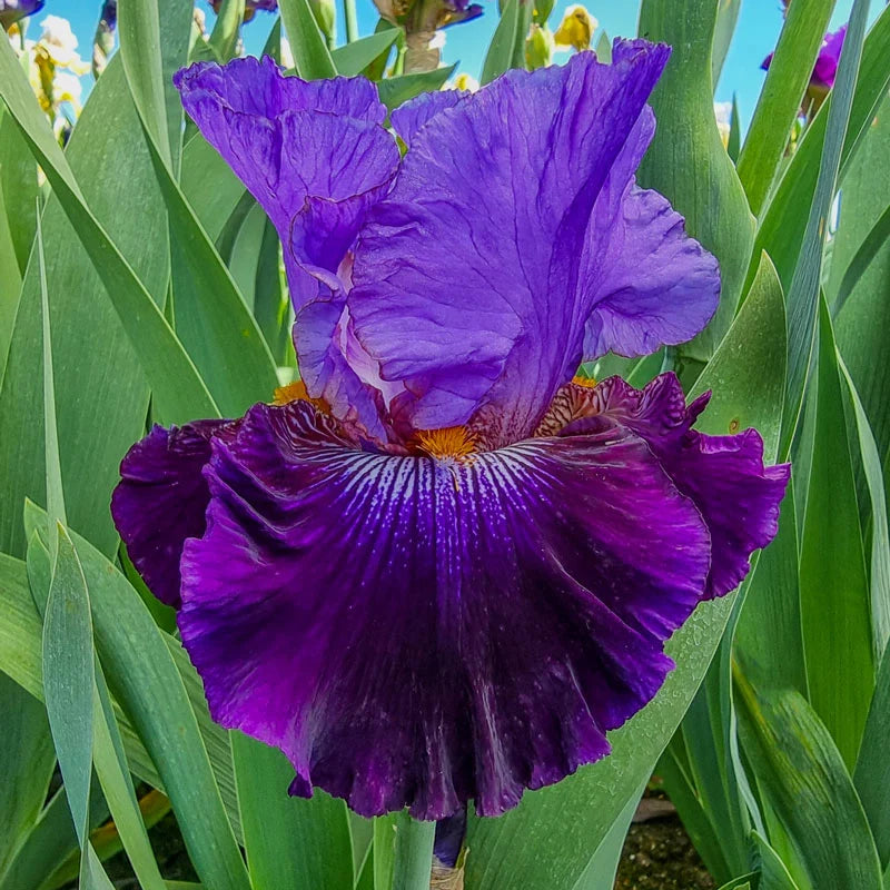 Transgalactic Bearded Iris Seeds