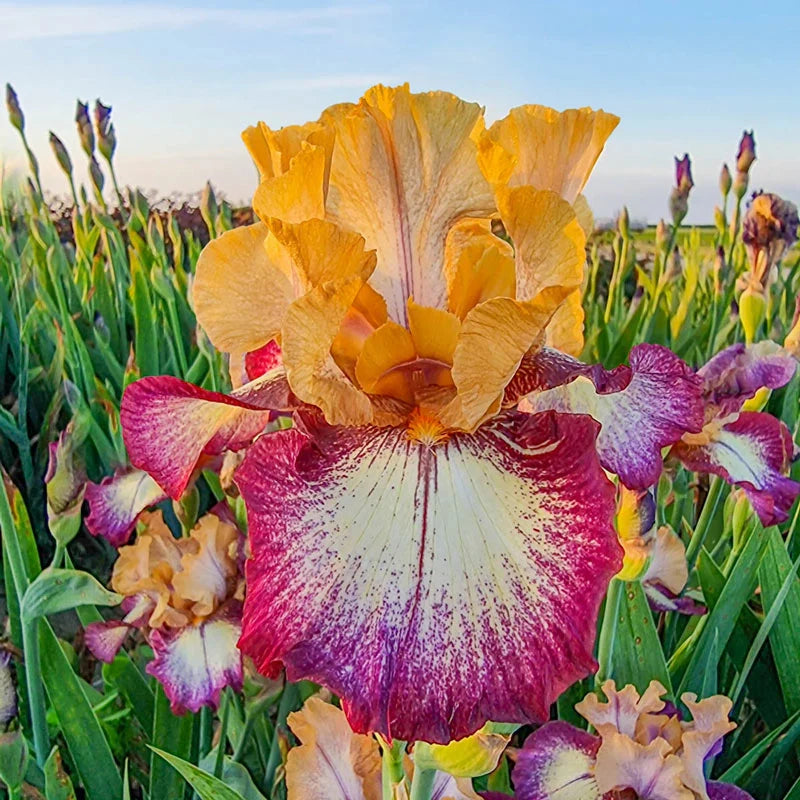 All the Time Reblooming Bearded Iris Seeds