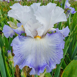 Autumn Breeze Reblooming Bearded Iris Seeds