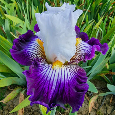 Tillamook Bay Reblooming Bearded Iris Seeds