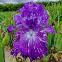 Autumn Circus Colourful Tall Bearded Reblooming Iris Seeds