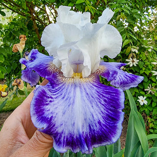 Tillamook Bay Reblooming Bearded Iris Seeds