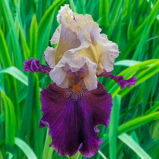 Triple Dip Reblooming Bearded Iris