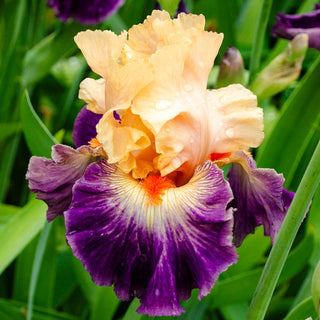 Undercurrent Bearded Iris Seeds