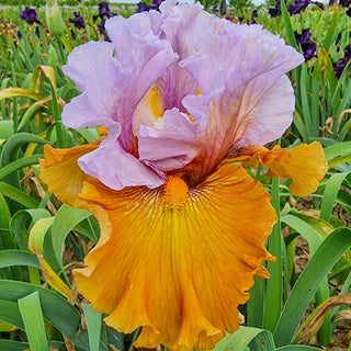 Valley of Dreams Bearded Iris Seeds