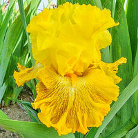 Woven Sunlight Bearded Iris Seeds