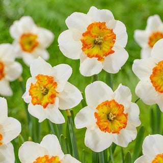 Besame Mucho Daffodil Seeds