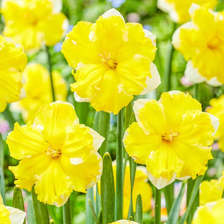 Belcanto Daffodil Seeds