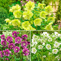 WOW! King-Size Hellebore Collection