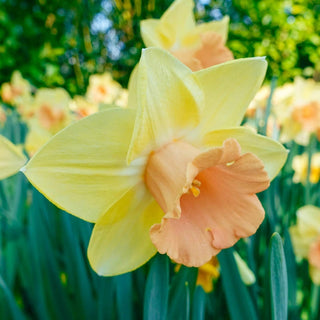 Tom Pouce Daffodil Seeds