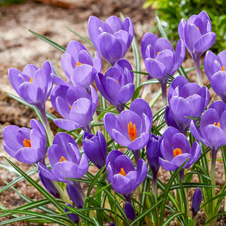 Aqua Giant Snow Crocus Seeds