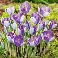 Whale Shark Giant Snow Crocus Seeds