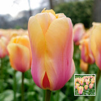 Blushing Impression Tulip Seeds