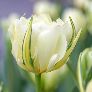 White Valley Tulip Seeds