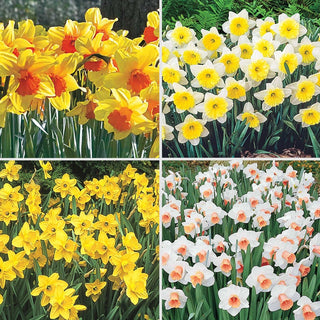 Amazing Naturalizing Daffodil Collection Seeds