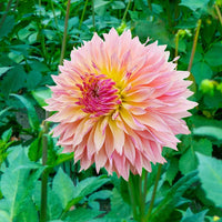 Tom Pouce Dahlia