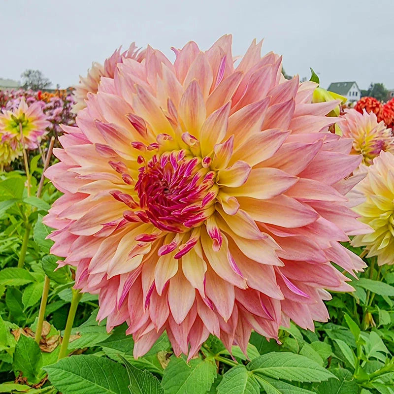 Tom Pouce Dahlia