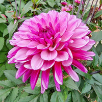 Ton Sur Ton Dahlia