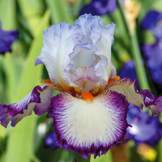 Triple Take Bearded Iris Seeds