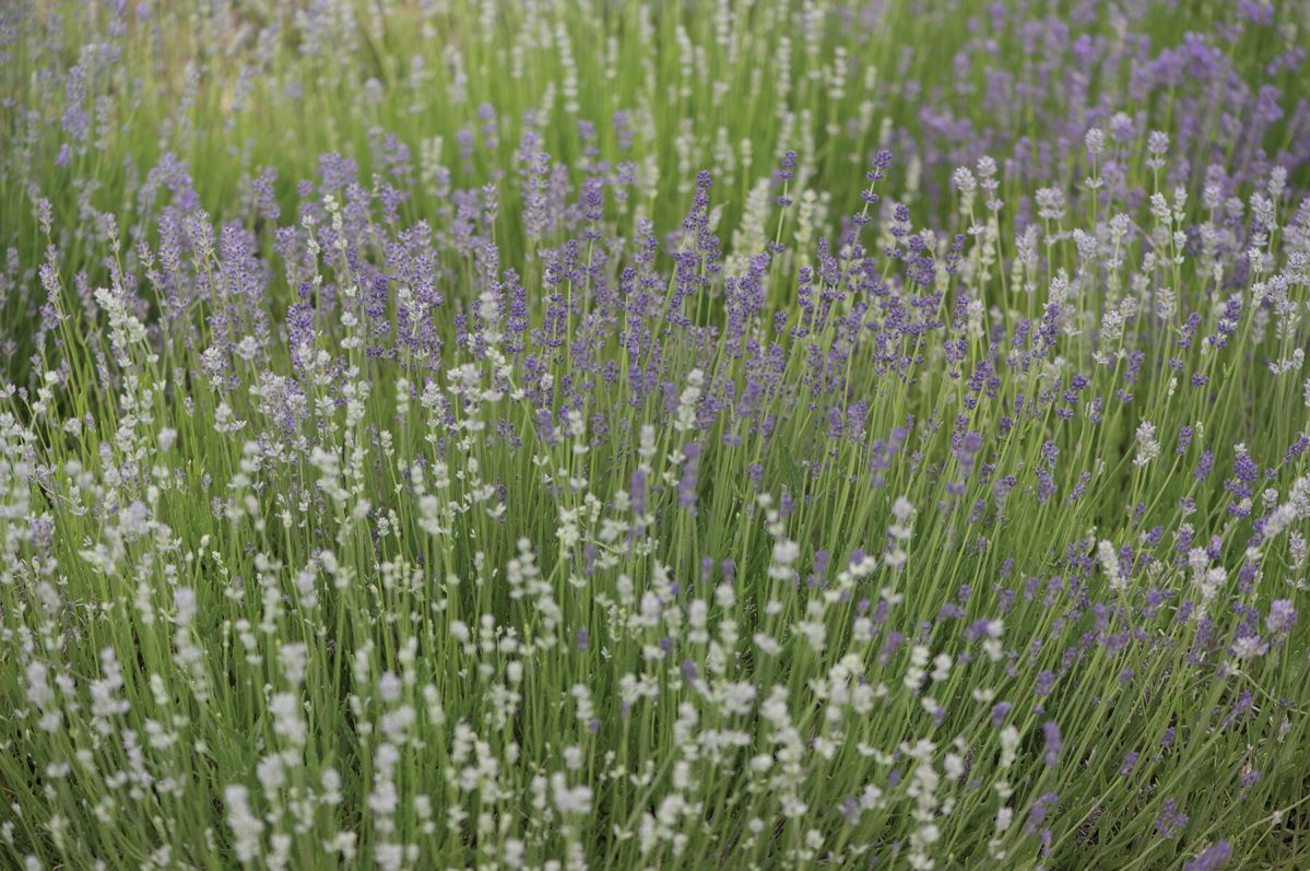 Munstead-Type – Organic Lavender Seed