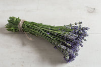 Munstead-Type – Lavender Seed