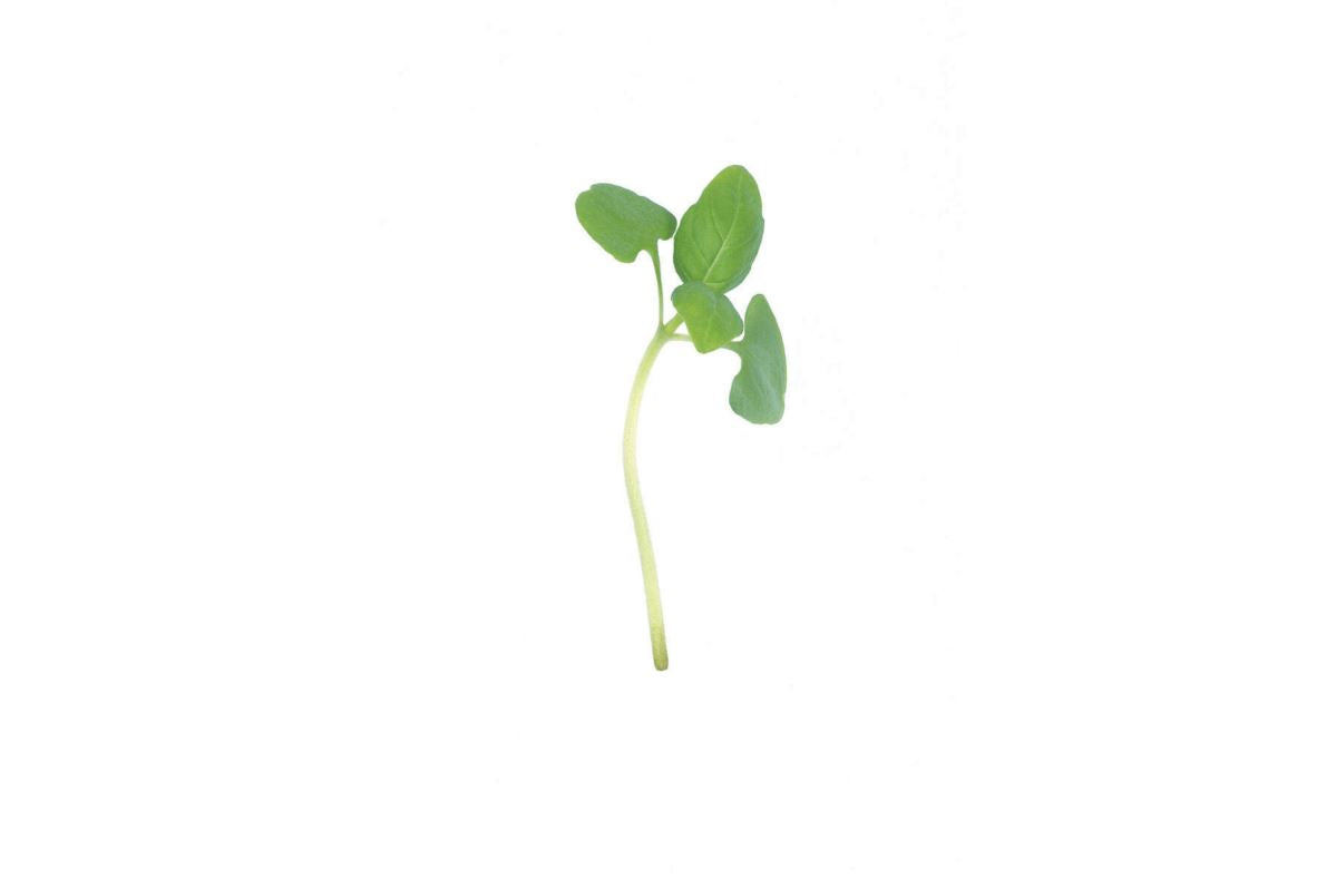 Basil, Italian Large Leaf – Microgreen Seed