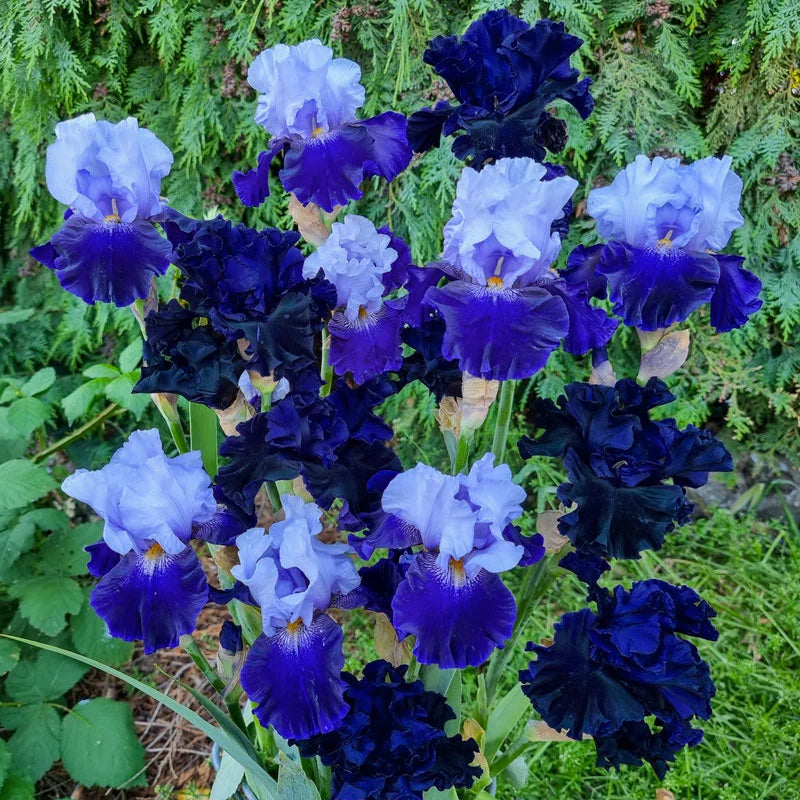 Blue Velvet Bearded Iris Mixture Seeds