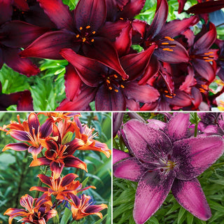 Asiatic Lily Collection Seeds