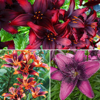 Asiatic Lily Collection Seeds