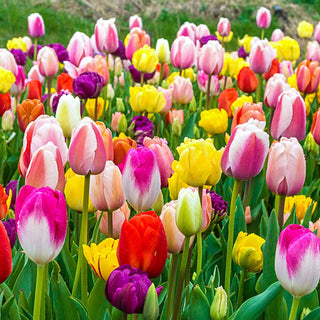 U-Pick Garden Tulip Mixture Seeds