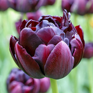 Black Hero Tulip Seeds