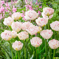 Wild Romance Tulip Seeds