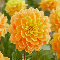 Aladdin's Lamp Dahlia