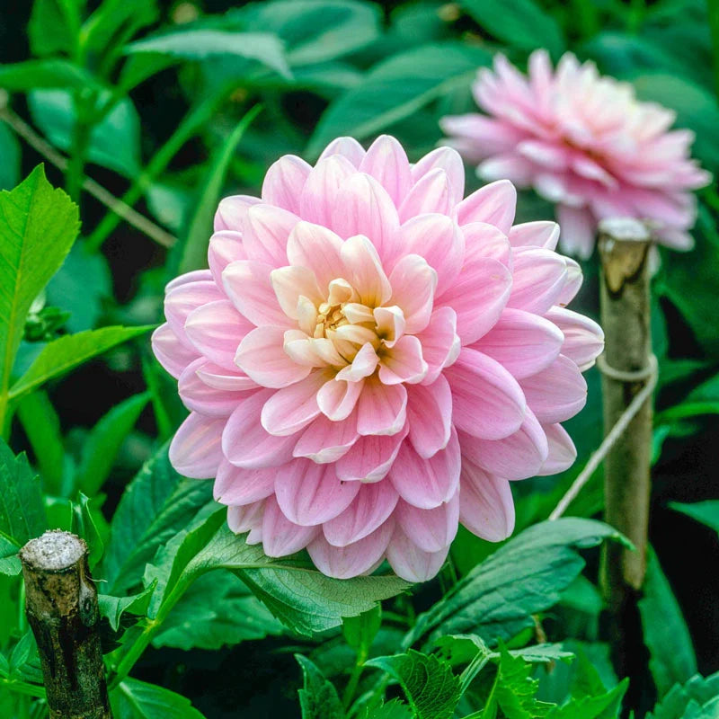 Bracken Ballerina Dahlia