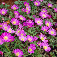 Violet Star Grecian Windflowers Seeds