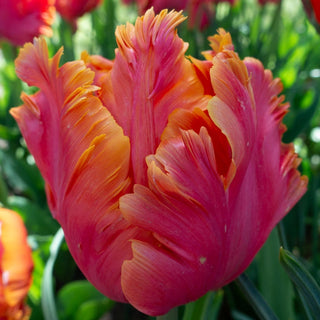 Amazing Parrot Tulip Seeds