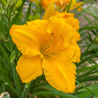 Bloomfinity Aureate Daylily