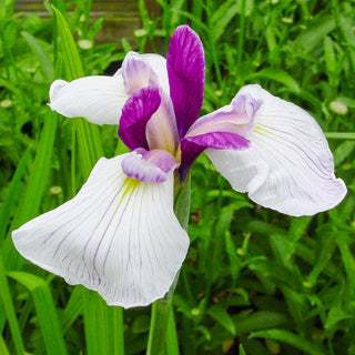 Fortune Japanese Iris