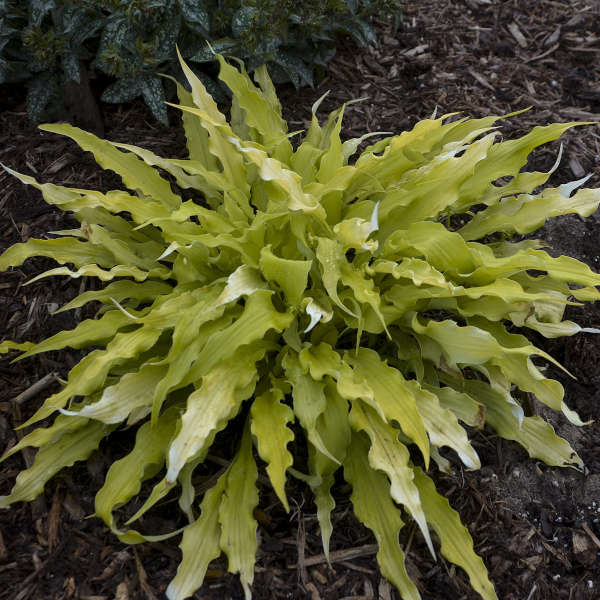 Wiggles and Squiggles Hosta