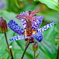 Blue Wonder Toad Lily