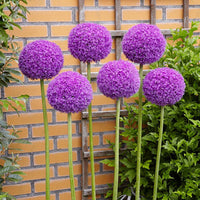 Allium giganteum Seeds