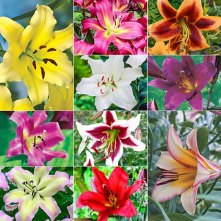 Ultimate Lily Tree Collection Seeds