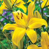 Yellow County Lily Seeds