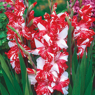 Zizanie Gladiolus