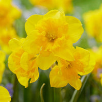 Yellow Parrot Daffodil Seeds